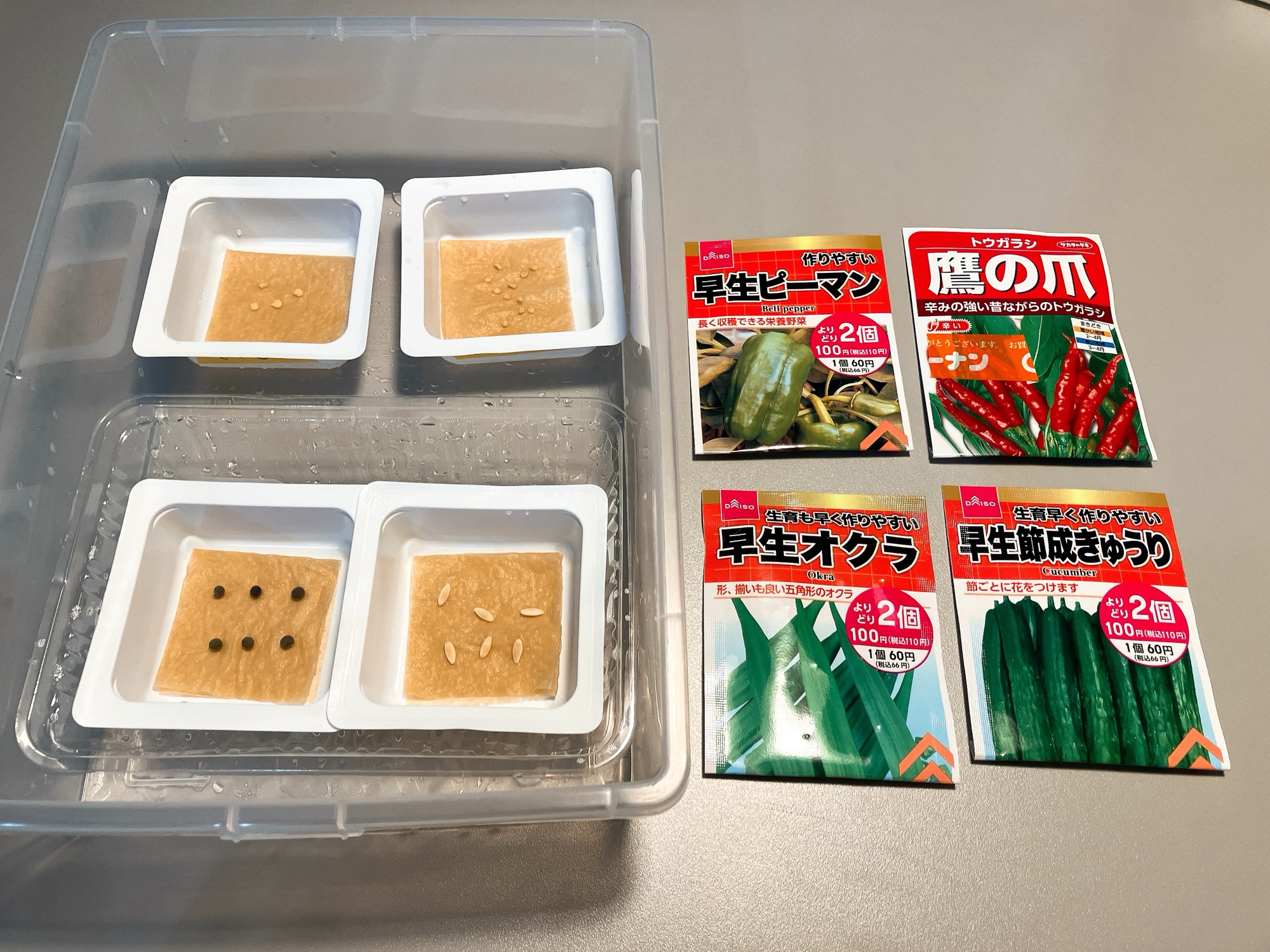 きゅうりとオクラが発芽したので培地へ