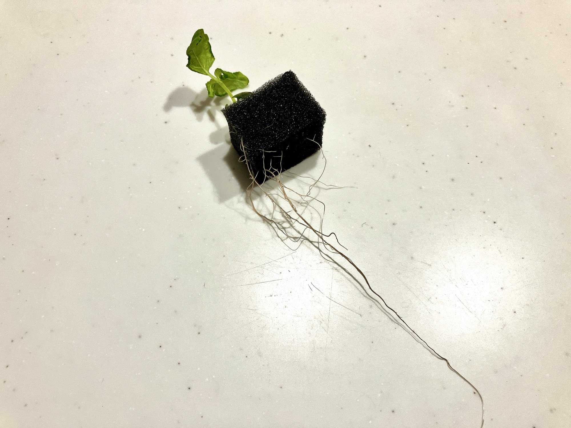 根元に黒カビがはえた大葉を撤収