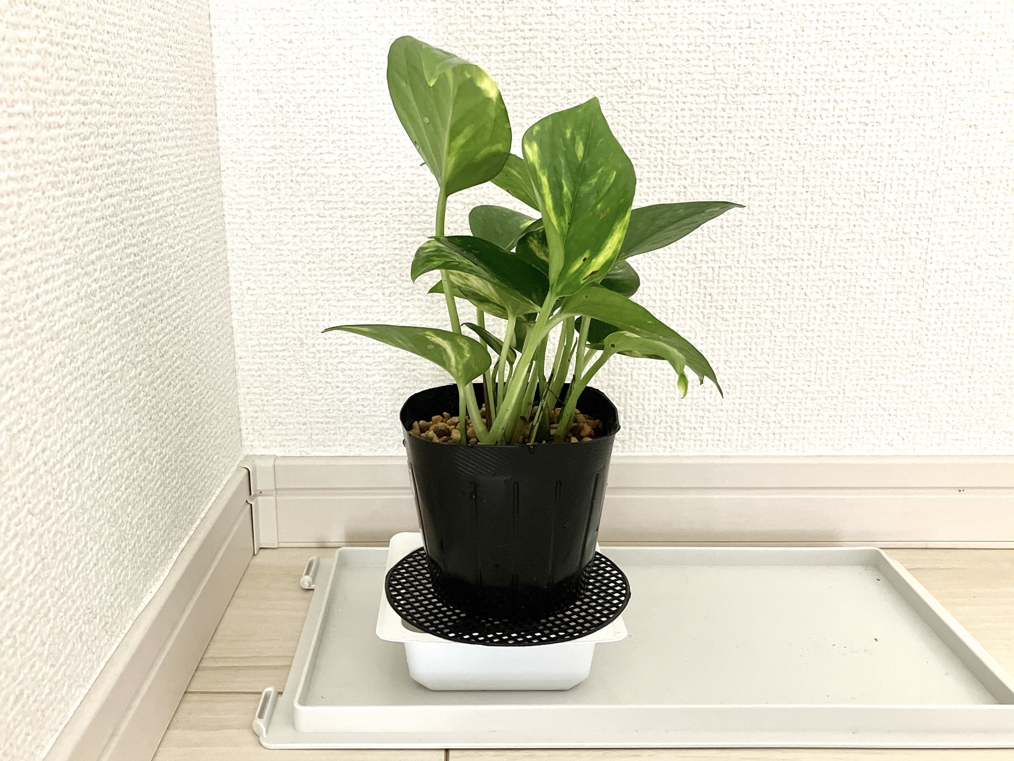 念願のポトスをお迎え