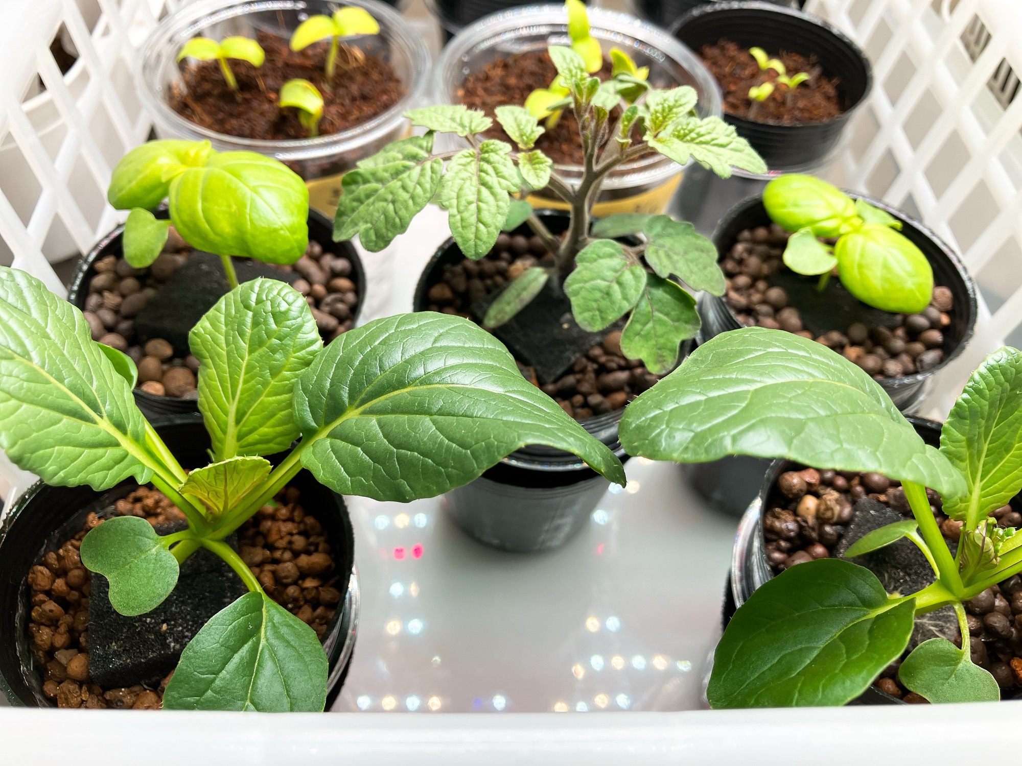 4月に入って、野菜たちの様子