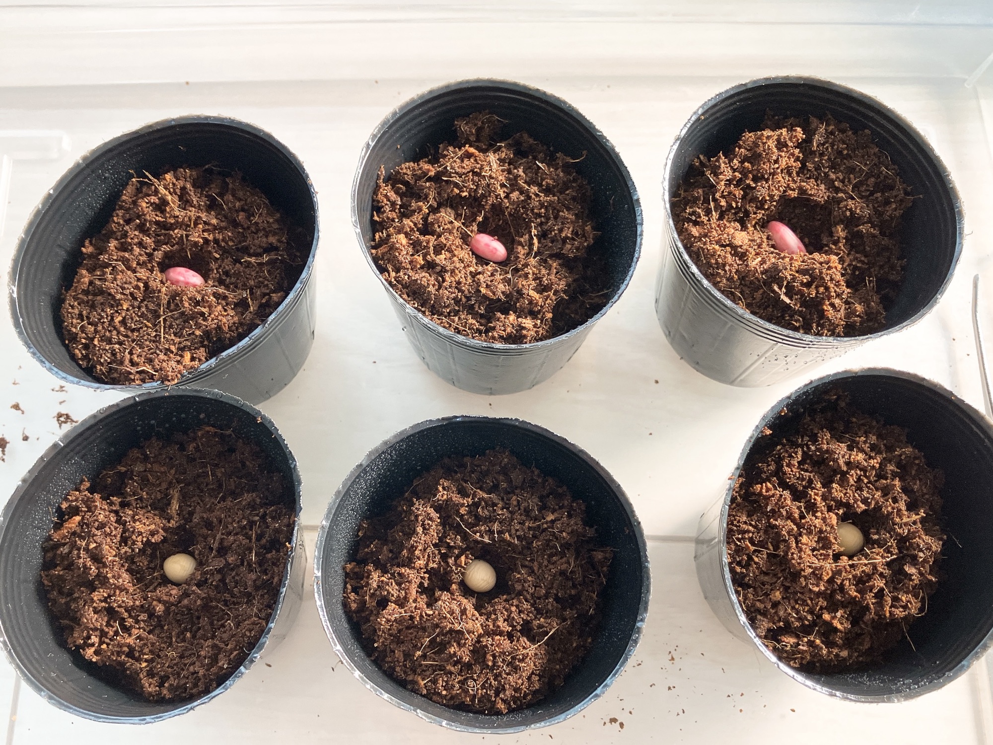発芽した種を植える&豆類リベンジ
