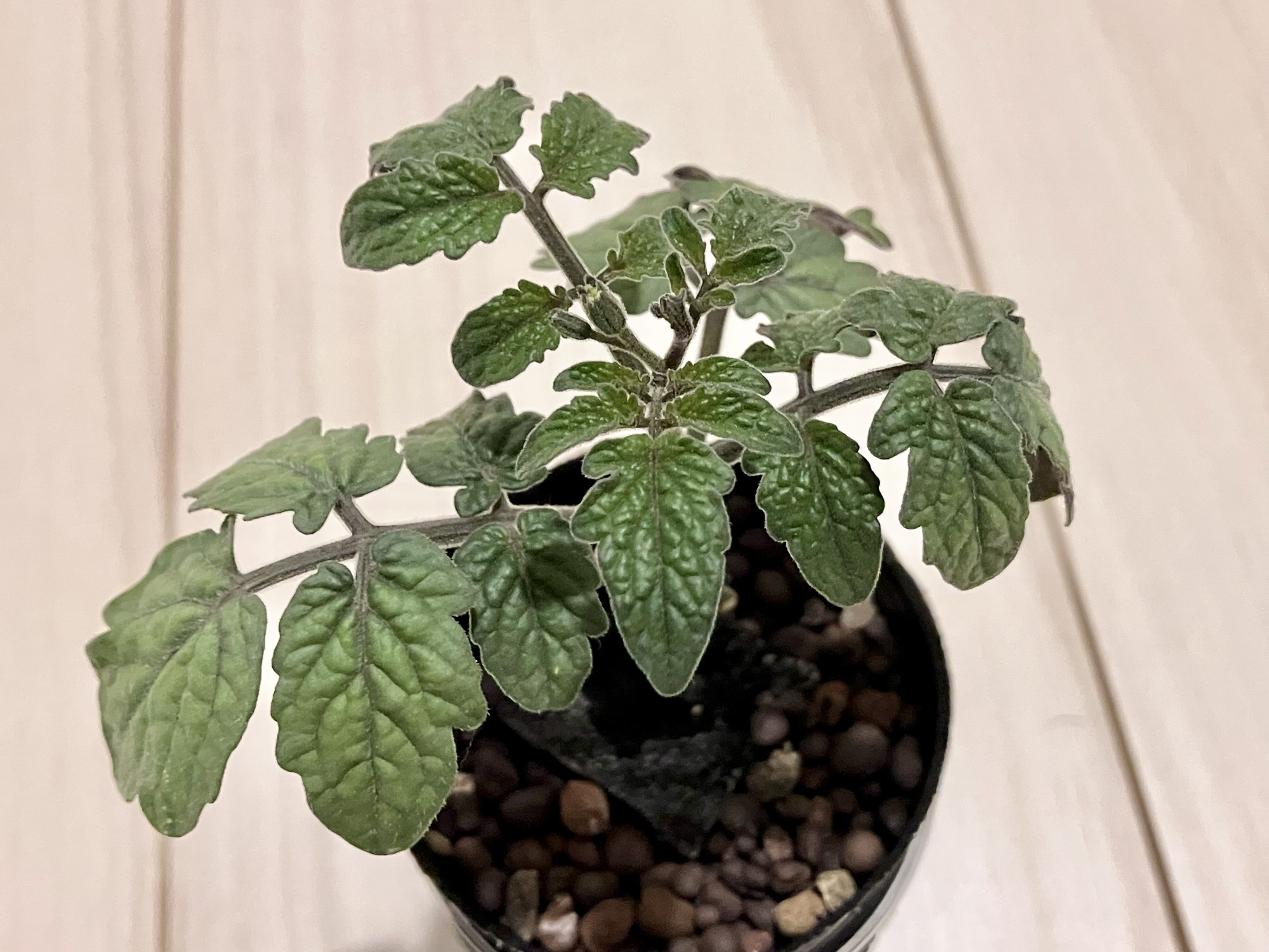 ミニすぎるミニトマトの花芽